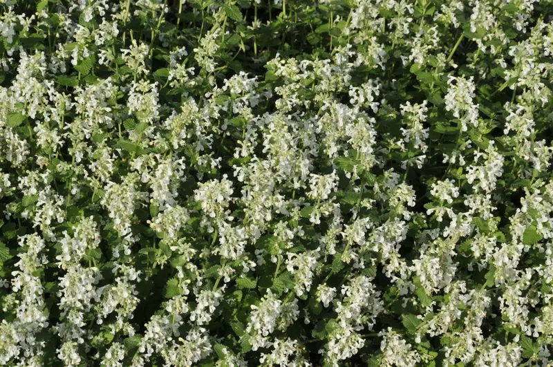Snowflake - afbeelding 1