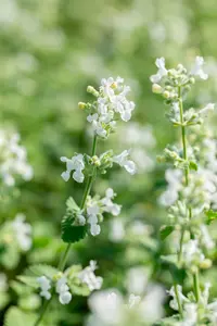 Nepeta racemosa 'Snowflake' P9 - afbeelding 1