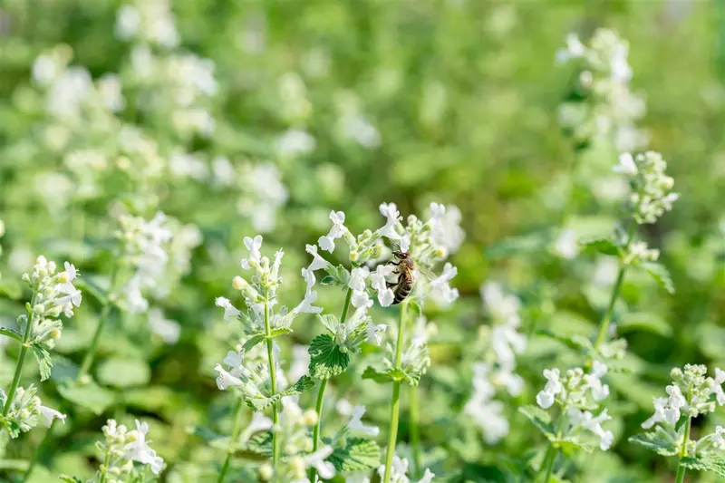 Nepeta racemosa 'Snowflake' P9 - afbeelding 2