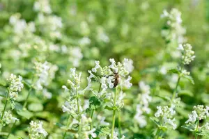 Nepeta racemosa 'Snowflake' P9 - afbeelding 2
