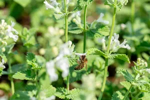 Nepeta racemosa 'Snowflake' P9 - afbeelding 3