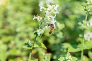 Nepeta racemosa 'Snowflake' P9 - afbeelding 4
