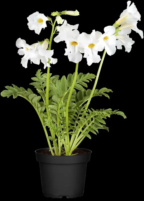 incarvillea del. 'snowtop' ( 'alba') P9