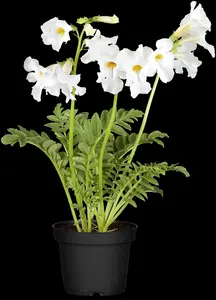 incarvillea del. 'snowtop' ( 'alba') P9