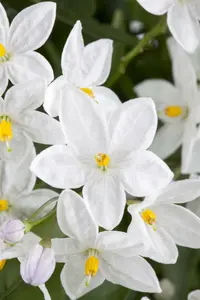 solanum jasminoides-jasm. pyramide - p17 - h 70 - afbeelding 5