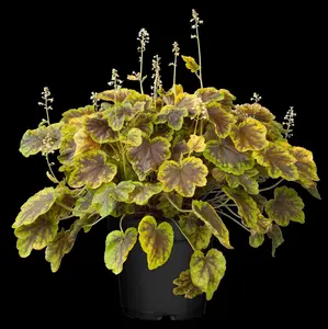 heucherella hybr. 'solar eclipse'® P9 - afbeelding 2