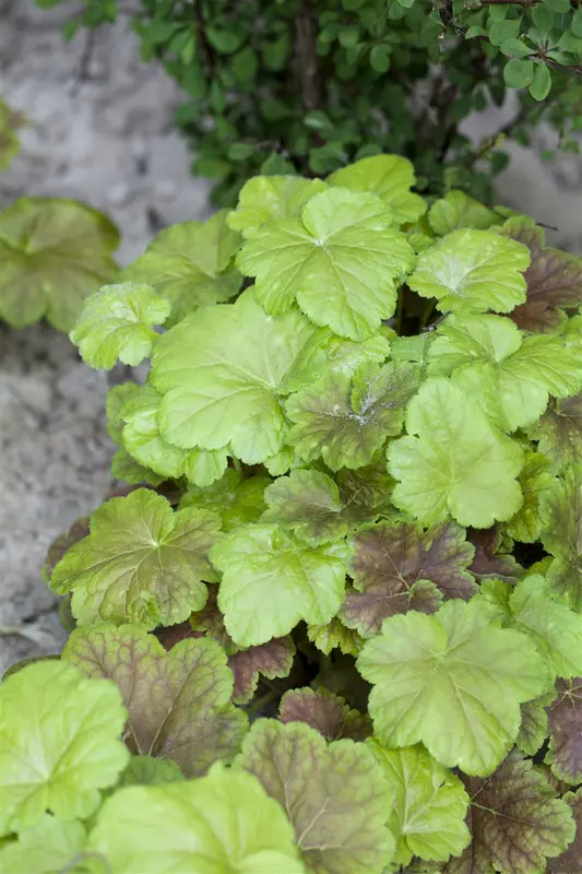 heucherella hybr. 'solar power'® P9