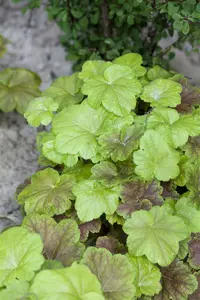 heucherella hybr. 'solar power'® P9