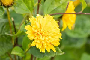 helianthus decap. 'soleil d'or' P9 - afbeelding 2