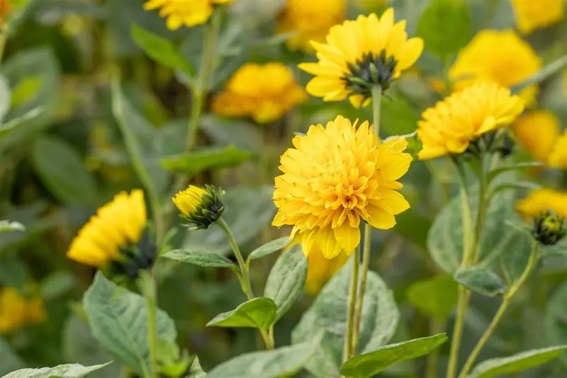 helianthus decap. 'soleil d'or' P9 - afbeelding 2
