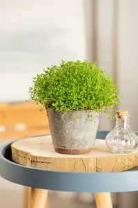 Soleirolia soleirolii P9 - afbeelding 5