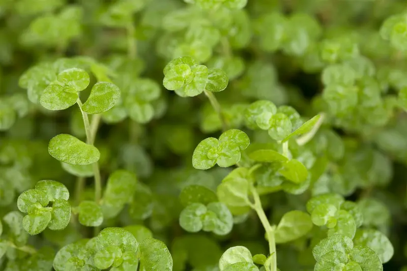 Soleirolia soleirolii P9 - afbeelding 1