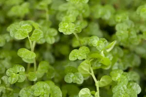 Soleirolia soleirolii P9