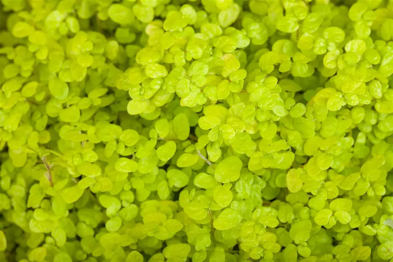 Soleirolia soleirolii P9 - afbeelding 2