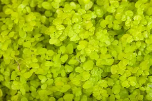 Soleirolia soleirolii P9 - afbeelding 2