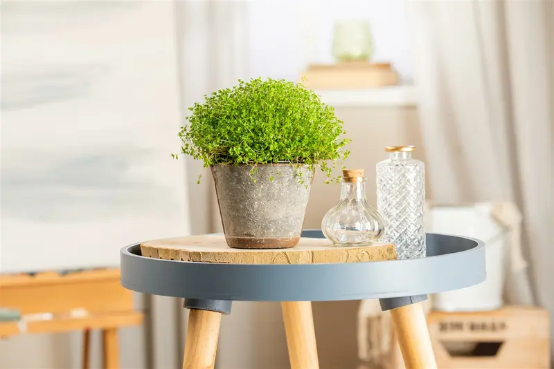 Soleirolia soleirolii P9 - afbeelding 4