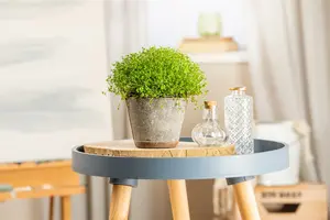 Soleirolia soleirolii P9 - afbeelding 4