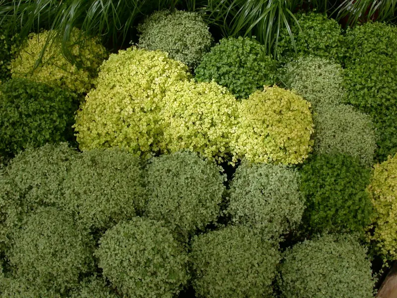 Soleirolia soleirolii P9 - afbeelding 3