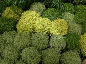 Soleirolia soleirolii P9 - afbeelding 3