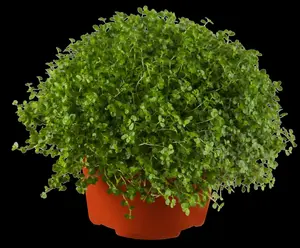 soleirolia soleirolii P9 - afbeelding 5