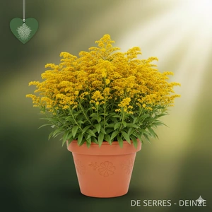 Solidago 'Golden Dwarf' P9
