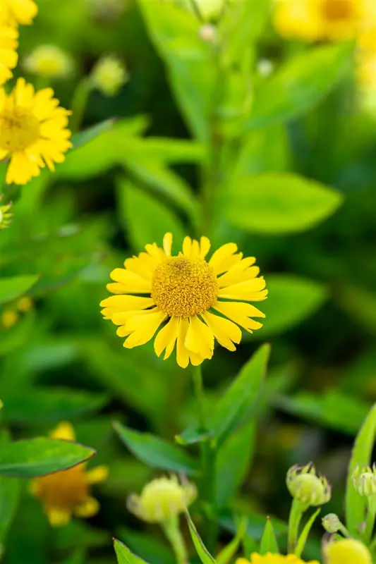 helenium hybr. 'sombrero'® P9 - afbeelding 4