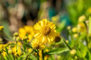 helenium hybr. 'sombrero'® P9 - afbeelding 5