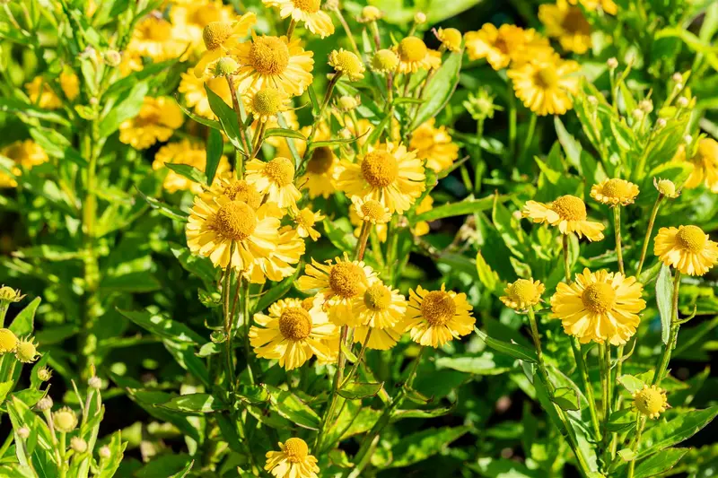 helenium hybr. 'sombrero'® P9 - afbeelding 5
