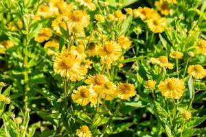 helenium hybr. 'sombrero'® P9 - afbeelding 5