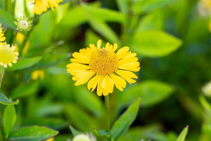 helenium hybr. 'sombrero'® P9 - afbeelding 2
