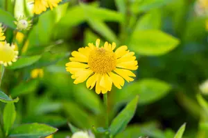 helenium hybr. 'sombrero'® P9 - afbeelding 2