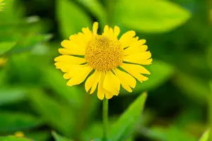 helenium hybr. 'sombrero'® P9 - afbeelding 3