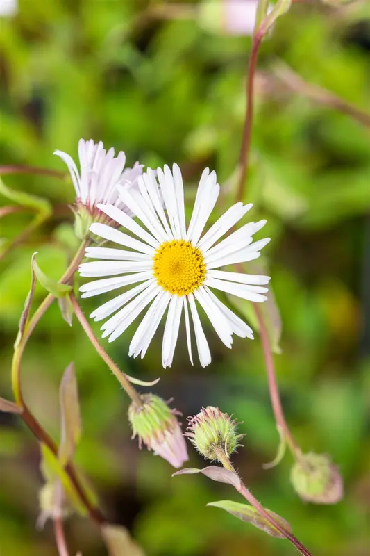 erigeron hybr. 'sommerneuschnee' P9 - afbeelding 5
