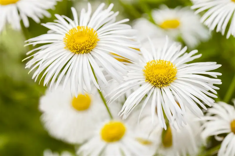 erigeron hybr. 'sommerneuschnee' P9 - afbeelding 1