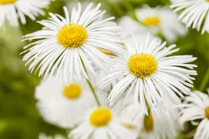 erigeron hybr. 'sommerneuschnee' P9 - afbeelding 5