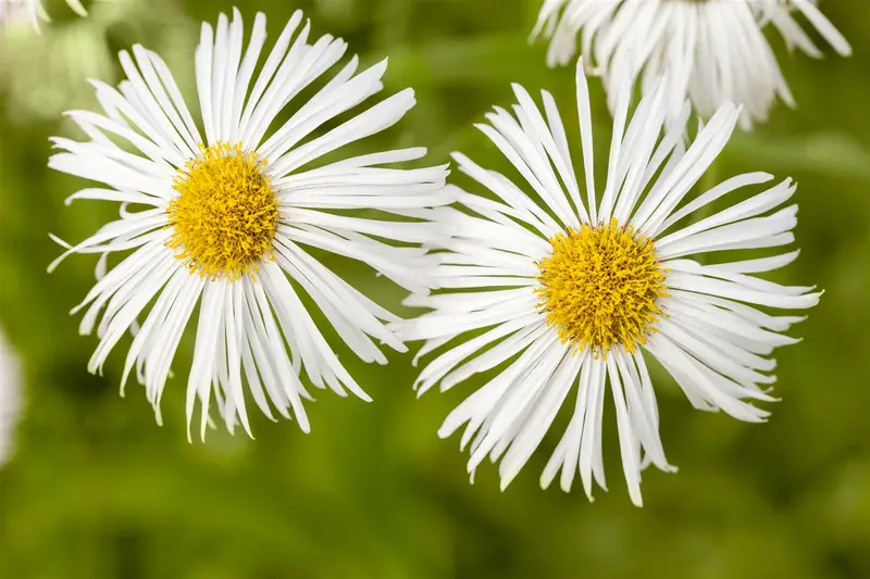 erigeron hybr. 'sommerneuschnee' P9 - afbeelding 2