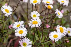 erigeron hybr. 'sommerneuschnee' P9 - afbeelding 3