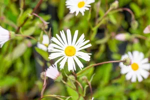 erigeron hybr. 'sommerneuschnee' P9 - afbeelding 4