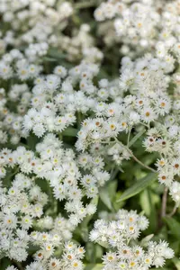 Anaphalis tripl. 'Sommerschnee' P9 - afbeelding 4