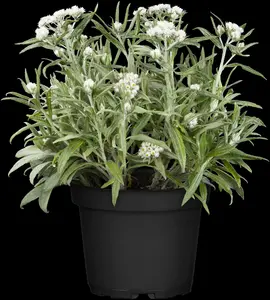 Anaphalis tripl. 'Sommerschnee' P9 - afbeelding 5
