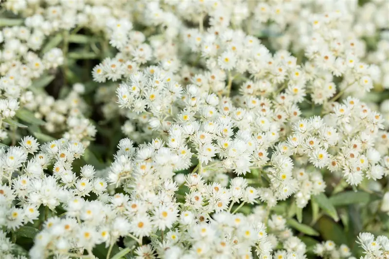 Anaphalis tripl. 'Sommerschnee' P9 - afbeelding 3