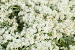 Anaphalis tripl. 'Sommerschnee' P9 - afbeelding 3