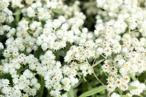 Anaphalis tripl. 'Sommerschnee' P9 - afbeelding 5