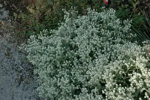 Anaphalis tripl. 'Sommerschnee' P9 - afbeelding 2