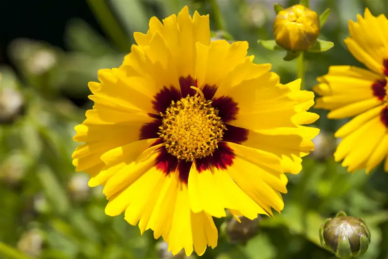 coreopsis grand. 'sonnenkind' P9