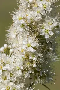 sorbaria sorbifolia (40- 60cm) - afbeelding 5