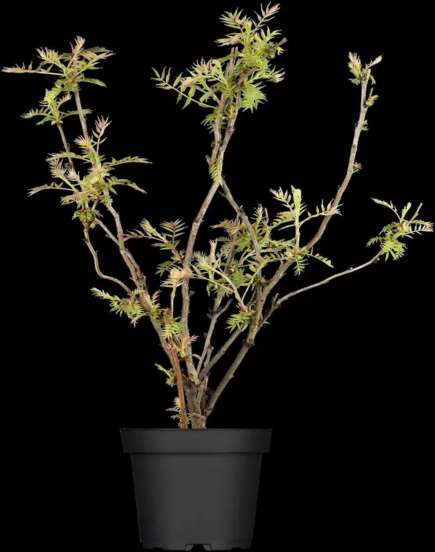 sorbaria sorbifolia (40- 60cm) - afbeelding 3
