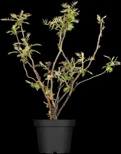 sorbaria sorbifolia (40- 60cm) - afbeelding 3