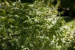 sorbaria sorbifolia (40- 60cm) - afbeelding 2