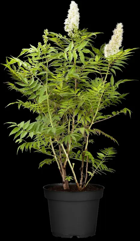 sorbaria sorbifolia (40- 60cm) - afbeelding 4